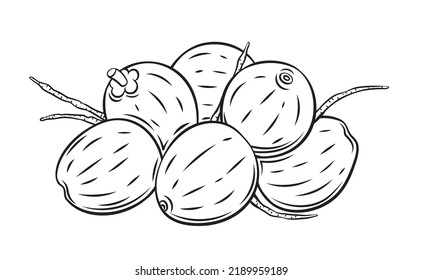 Coconut pile outline icon vector illustration. Hand drawn black line heap of green coco fruit from summer tropical beach or farm garden, natural organic nuts and product for making fresh juice