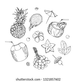 Coconut, pineapple, longan, pitahaya. Fruits drawn by a line on a white background. Fruits from Thailand. Food sketch lines.