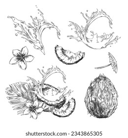 Coconut plant and milk design elements bundle, sketch style hand drawn vector illustration isolated on white background. Set in vintage engraving style for design.
