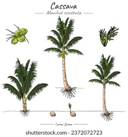 Coconut plant Package. set of growing Coconut tree illustration from seed to be Coconut tree in vector. Can be used for topics like biology or education poster.
