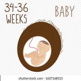 Coconut. pregnancy development, size of embryo for weeks. compare with vegetables. Human fetus inside the womb 7-8 months.Vector illustrations on striped background