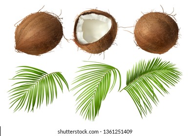 Coconut realistic vector illustration, whole and half cracked broken coco nut with green palm leaves, isolated on white background. Set for ads or packaging design natural food and organic cosmetics.