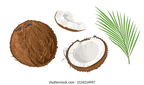 Coconut set. Brown whole coconut, half and green leaf isolated on white background. Vector cartoon flat illustration.