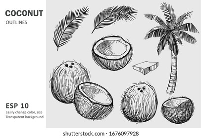 Coconut set. Hand drawn sketch converted to vector. Isolated on transparent background