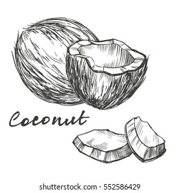 coconut set hand drawn vector illustration realistic sketch