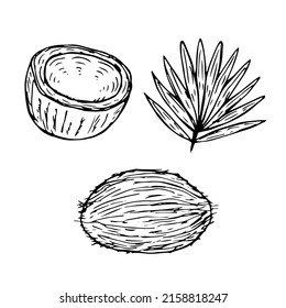 Ilustración vectorial de conjuntos de coco, esbozo de dibujo manual
