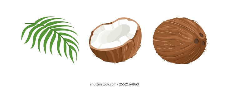 Coqueiro. Coco inteiro, metade e folha verde. Ilustração plana em desenho animado de vetor. Ícones de comida.