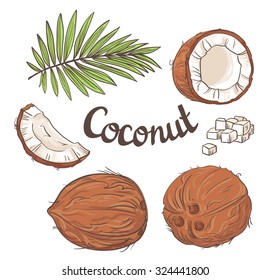 Coconut set - the whole nut, leaves, a coco segment and pulp of a coco. Vector illustration.