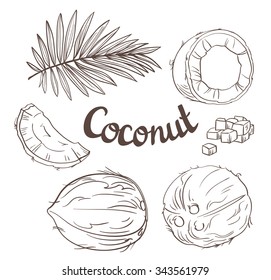 Coconut set - the whole nut, leaves, a coco segment and pulp of a coco. Vector illustration.