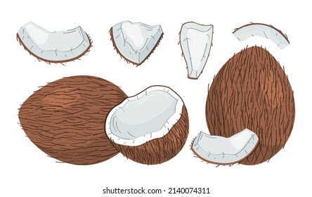 Conjunto de coco - segmento de coco de tuerca entera y pulpa de coco. Media fruta tropical. Ilustración vectorial dibujada a mano.