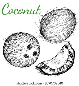 Coconut. Set. Whole and slice . Isolated vector image. Black white stock illustration of coconut fruit. For labels, packaging design of cosmetic, hygiene and medical products