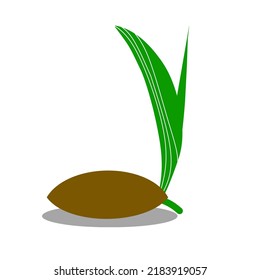 coconut shoot cartoon photo vector illustration