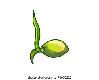 coconut shoots vector isolated on white