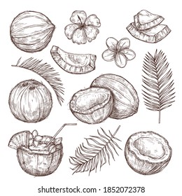 Esbozo de coco. Naturaleza dibujada a mano, medias nueces exóticas. Aislado coco crudo sabroso, hojas de palmera tropicales cóctel playa conjunto vectorial exacto. Dibujo de coco ilustrativo, comida de coco