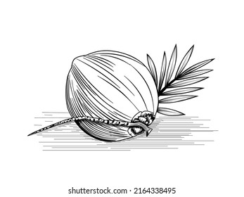 Coconut sketch, hand drawn, isolated on white background, perfect for vintage style labels, vector illustration.