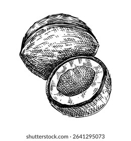 Coconut sketch. Hand drawn nut illustration. Natural ingredients, organic food logo design. Not AI generated