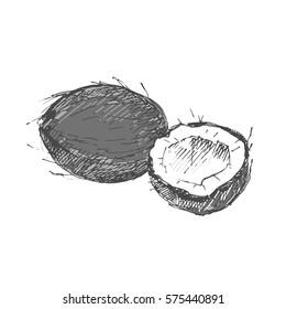 Coconut. Sketch on white background. Vector illustration.
