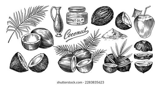 Coconut sketch. Tropical food and palm leaf. Retro ink style. Hand drawn vector illustration for market, menu, label. Organic product in ink and grunge style. 