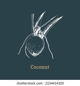 Coconut, sketch in vector, design element. Botanical drawing in engraving style. Hand drawn illustration of  cosmetic and organic culinary plant.