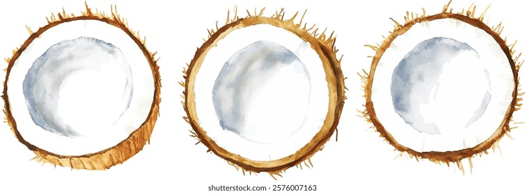 coconut slice watercolor hand drawn coconut slice watercolor hand drawn illustration vector