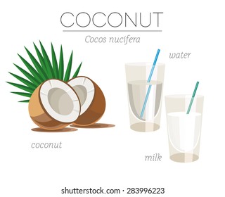 Coconut superfood. Vector image