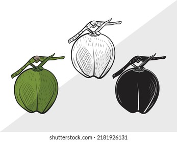 Ilustración de vectores impresos SVG de Coconut