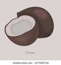 Coconut sweet tropical fruit whole and half. Icon isolated on gray background and logo. Vector illustration fruit coconut, coco.