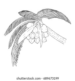 coconut   tall   tree  and  long  branch  beautiful are  drawing.