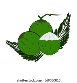 coconut three vector