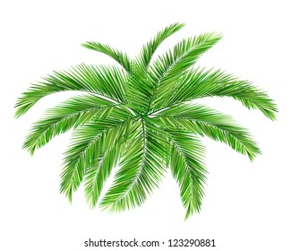coconut tree