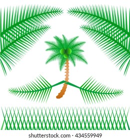 coconut tree 