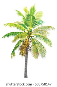 Coconut Tree