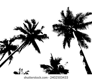 coconut tree background. view from ground