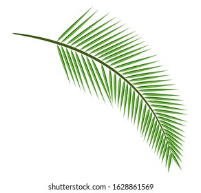 Coconut tree branch isolated on white background.Plant green leaf.Palm leaves flat icon.Vector.Illustration.