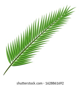 Coconut tree branch isolated on white background.Plant green leaf.Palm leaves flat icon.Vector.Illustration.