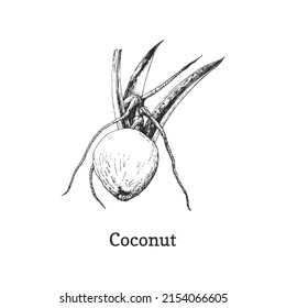 Coconut tree branch, sketch in vector, design element. Botanical drawing in engraving style. Hand drawn illustration of  cosmetic and organic culinary plant.