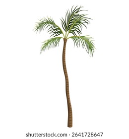 Coconut tree or cocos palm. Vector drink or milk beverage tropical plant. Exotic garden, paradise element or oasis, beach flora. Summer climate or subtropical cultivation. Horticulture and agriculture