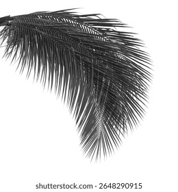 Coconut Tree Frond with Subtle Shadow on White Background - Isolated Branch