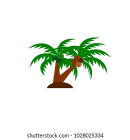 Coconut tree with full green leaf white background. Used in printing and web.