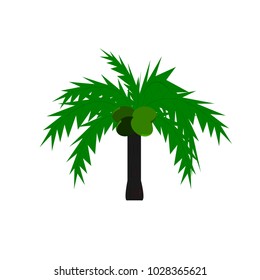 Coconut tree with full green leaf white background. Used in printing and web.