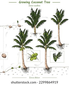 El crecimiento de los árboles de coco estadios elementos infográficos. cultivo de la ilustración del árbol de coco de la semilla que se va a cosechar en el vector. Se puede usar para temas como biología o afiche educativo.