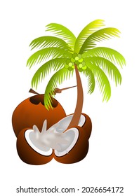 Coconut tree with halved coconut to make coconut milk. This image is used for the logo. or as a media illustration