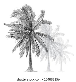 Coconut Tree - Hand Drawn