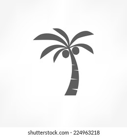 coconut tree icon 