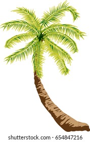 Coconut Tree Illustration