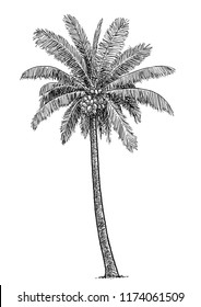 Coconut Tree Illustration, Drawing, Engraving, Ink, Line Art, Vector