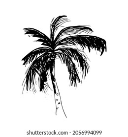 coconut tree  ink sketch vector illustration