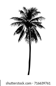 coconut tree, isolated natural palm plant sign, vector illustration