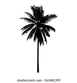 coconut tree, isolated natural plant sign, vector