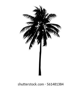 coconut tree, isolated natural sign, vector